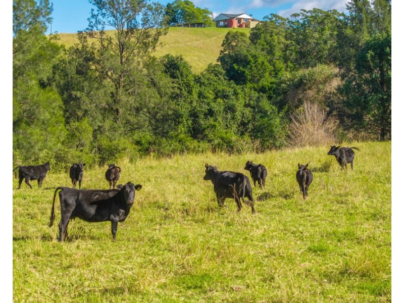 158 Hickeys Creek Road, Hickeys Creek NSW 2440
