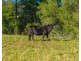 158 Hickeys Creek Road, Hickeys Creek NSW 2440