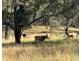 LOT 80 of 449 Hickeys Creek Road, Millbank NSW 2440
