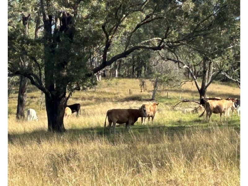 LOT 80 of 449 Hickeys Creek Road, Millbank NSW 2440