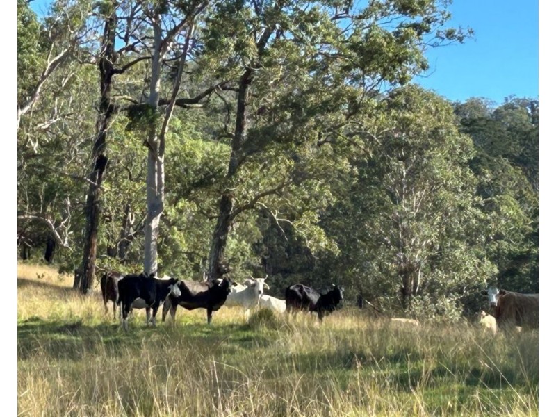 LOT 80 of 449 Hickeys Creek Road, Millbank NSW 2440