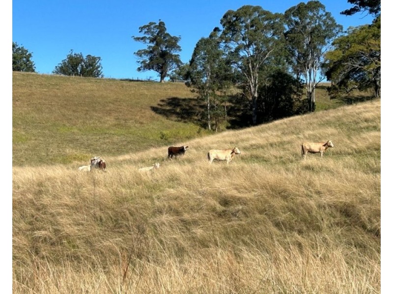 lot 25 of 449 Hickeys Creek Road, Millbank NSW 2440