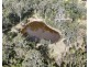 638 collombatti Road, Collombatti NSW 2440