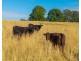 896 Pembrooke Rd, Pembrooke NSW 2446
