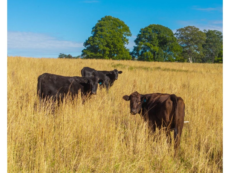 896 Pembrooke Rd, Pembrooke NSW 2446