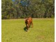 28 Rodeo Drive, Kundabung NSW 2441