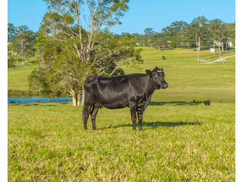 110 Lika Drive, Euroka NSW 2440