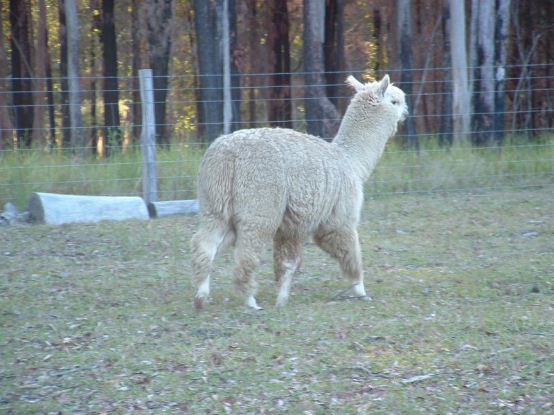 Kundabung NSW 2441