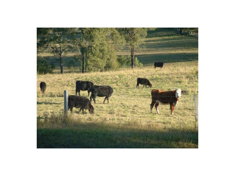 Upper Rollands Plains NSW 2441