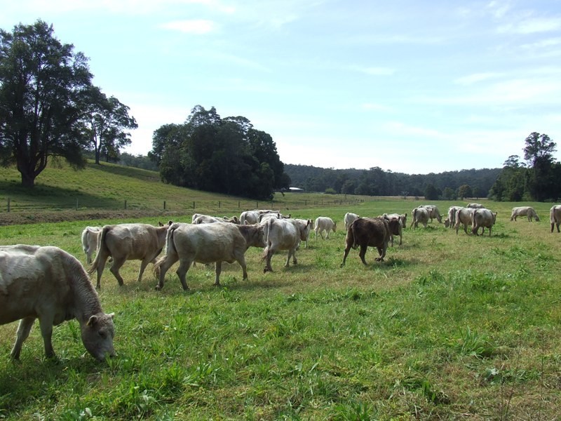 Logans Crossing NSW 2439