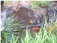 Waitui NSW 2443