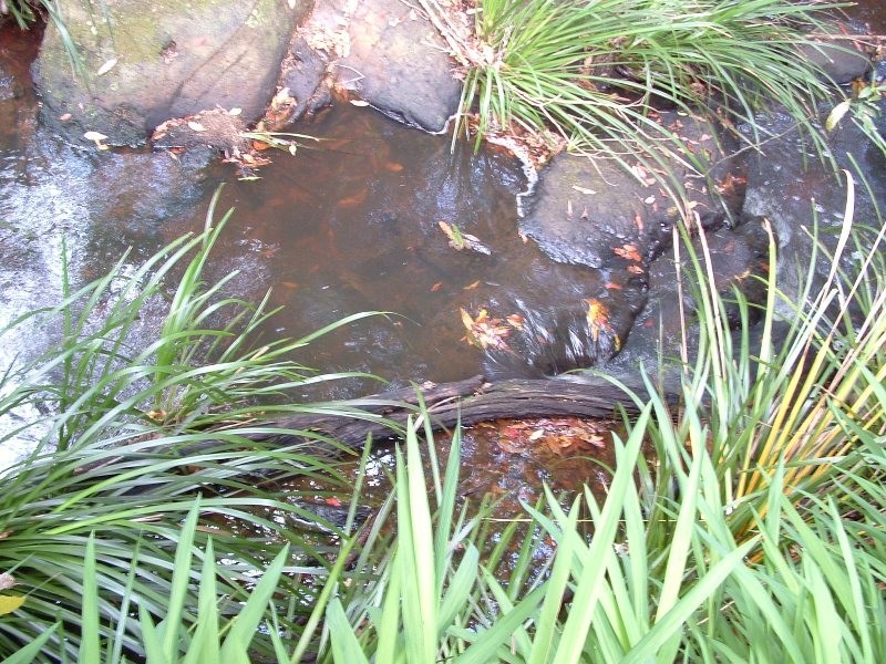 Waitui NSW 2443