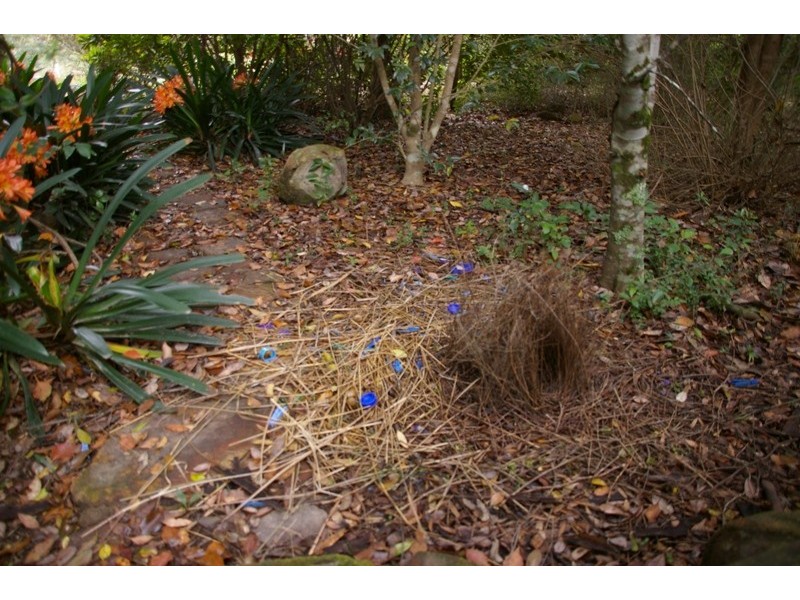 Pappinbarra NSW 2446