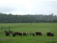 Pipeclay NSW 2446