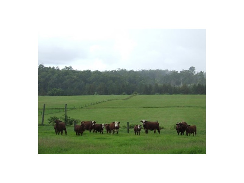 Pipeclay NSW 2446