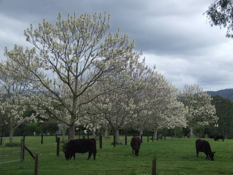 Rollands Plains NSW 2441