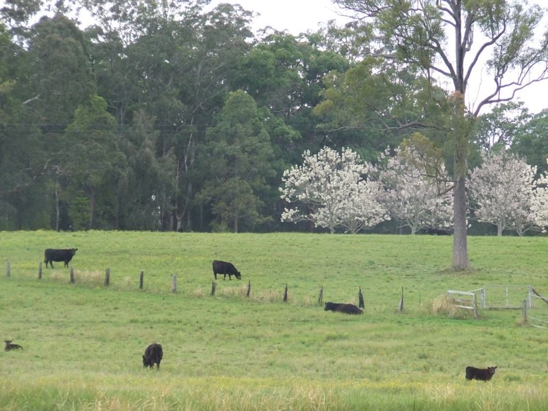 Rollands Plains NSW 2441