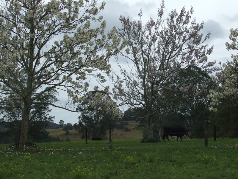 Rollands Plains NSW 2441