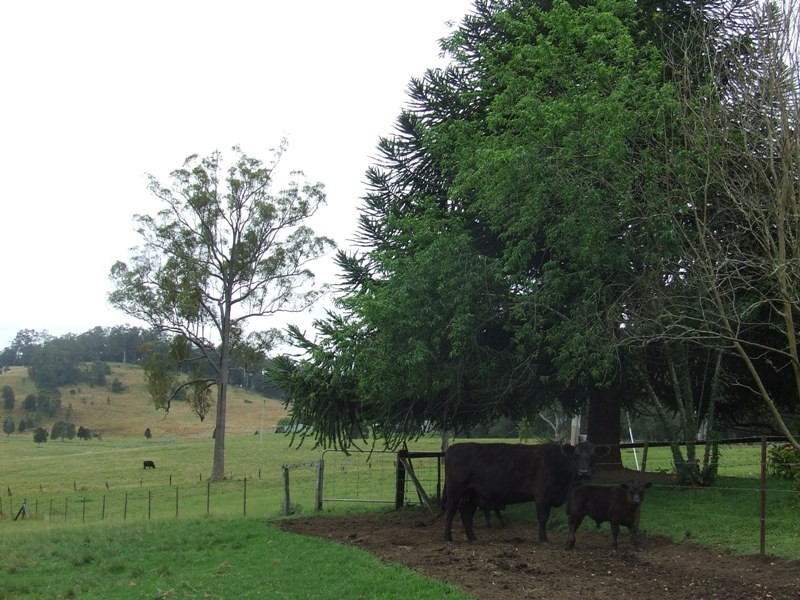 Rollands Plains NSW 2441