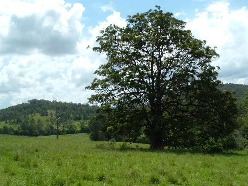 Rollands Plains NSW 2441