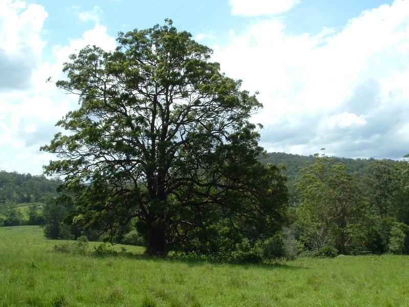 Rollands Plains NSW 2441