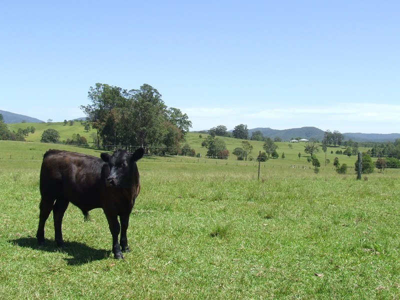 Rollands Plains NSW 2441