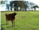 Clybucca NSW 2440