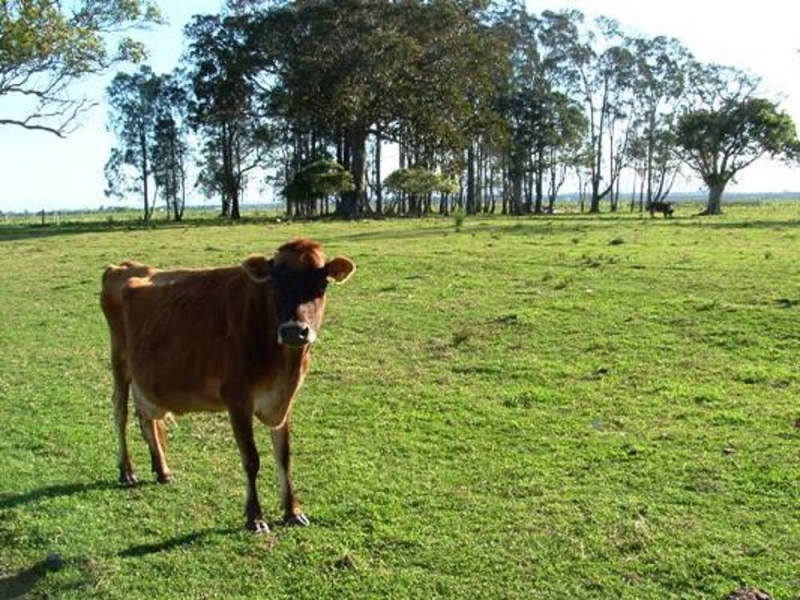 Clybucca NSW 2440