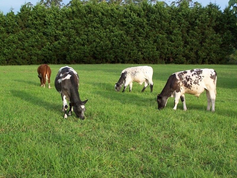 Hannam Vale NSW 2443