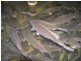 Gum Scrub NSW 2441