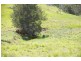 Yarras NSW 2446