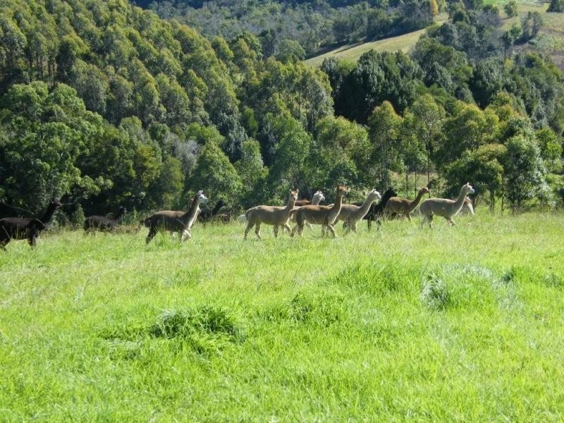 Warrell Creek NSW 2447