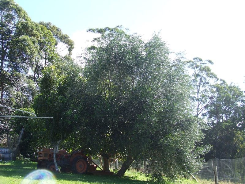 Dondingalong NSW 2440