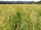 Kempsey NSW 2440