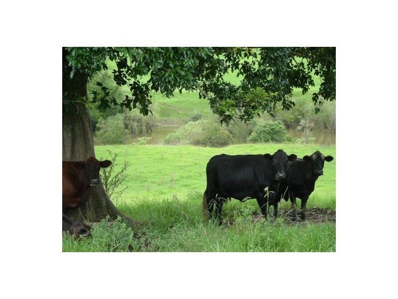 Taylors Arm NSW 2447