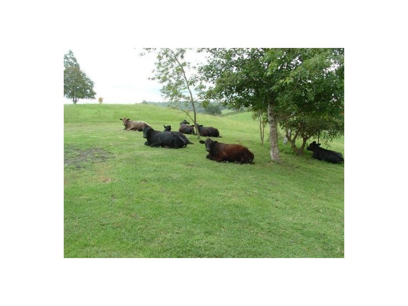 Taylors Arm NSW 2447