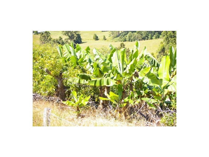 Taylors Arm NSW 2447