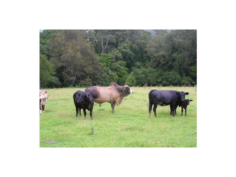 Toms Creek NSW 2446