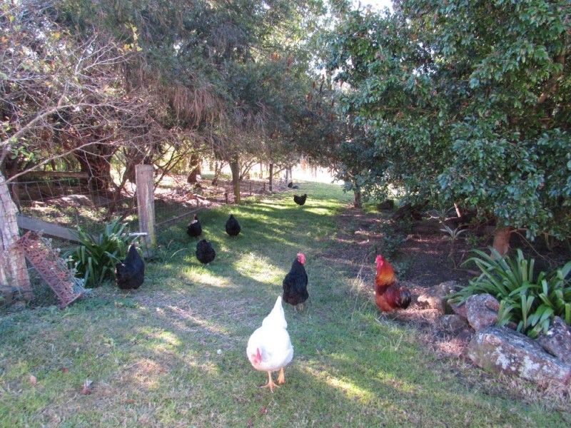 Rollands Plains NSW 2441