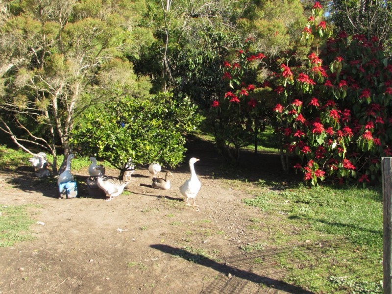 Rollands Plains NSW 2441