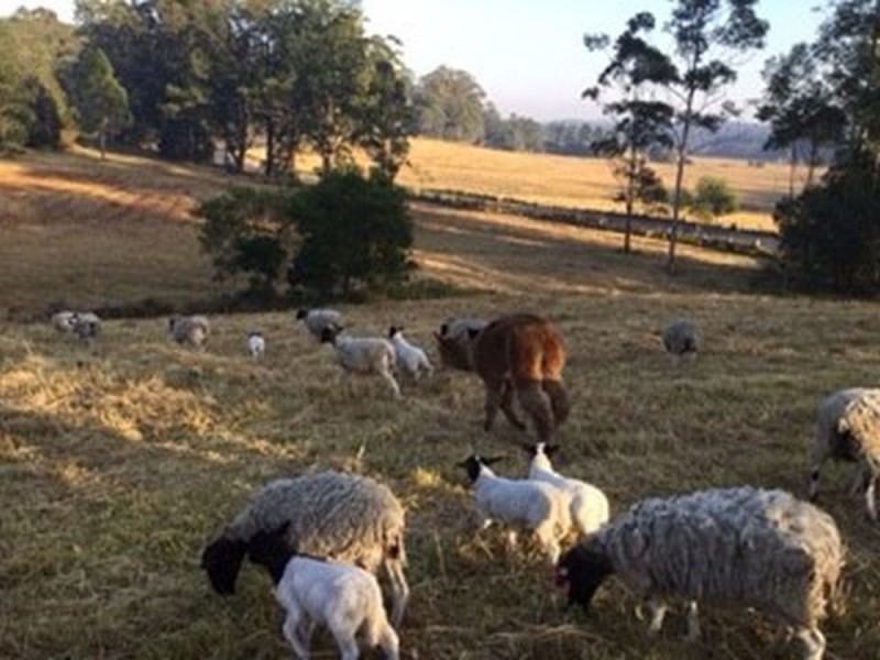 Rollands Plains NSW 2441