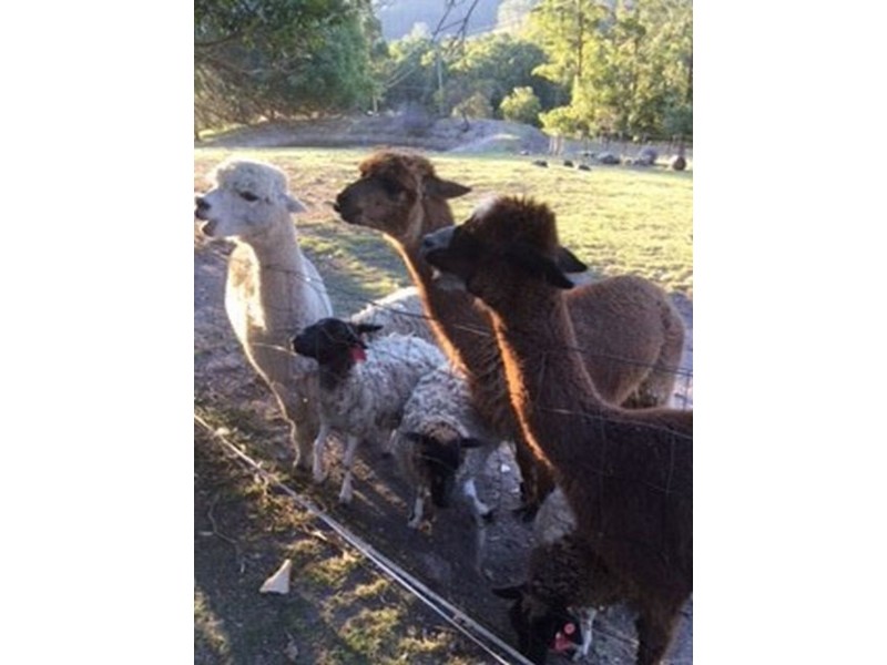 Rollands Plains NSW 2441