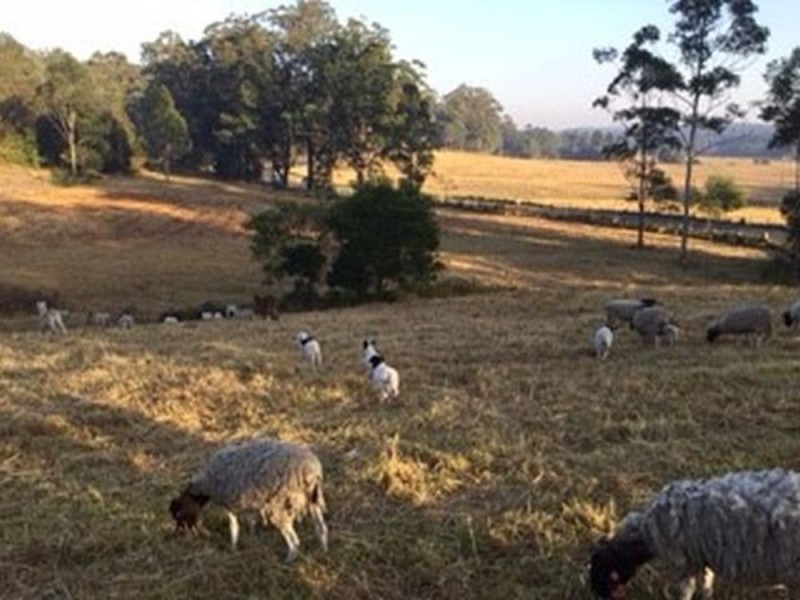 Rollands Plains NSW 2441