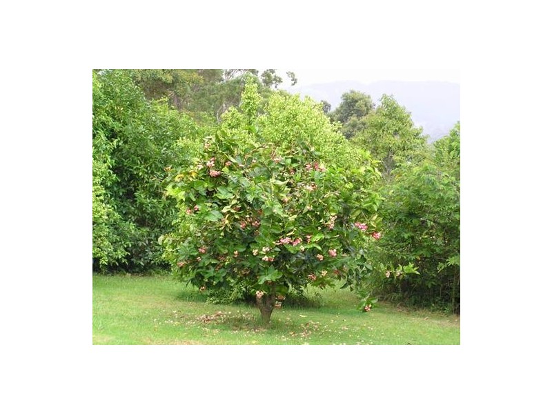 Hannam Vale NSW 2443
