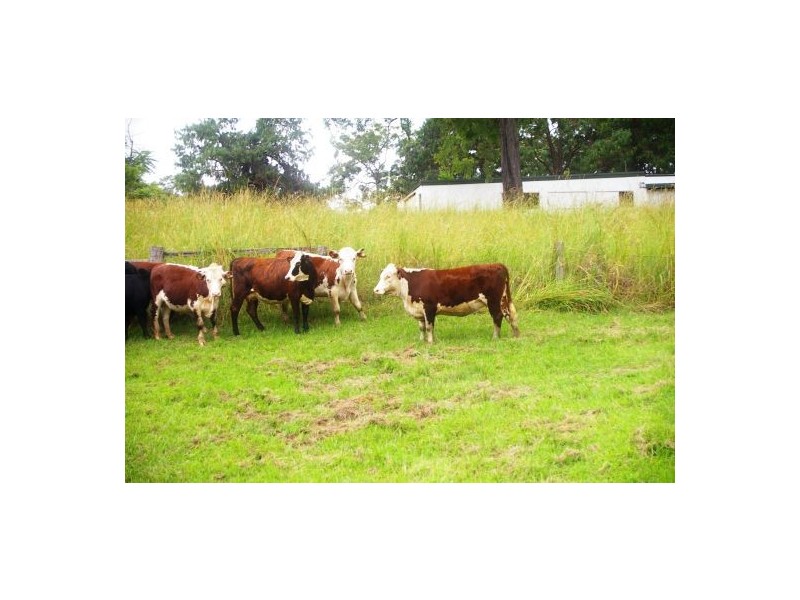 Telegraph Point NSW 2441