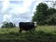 Comboyne NSW 2429