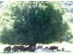 Ellenborough NSW 2446