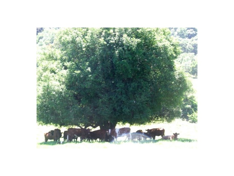 Ellenborough NSW 2446
