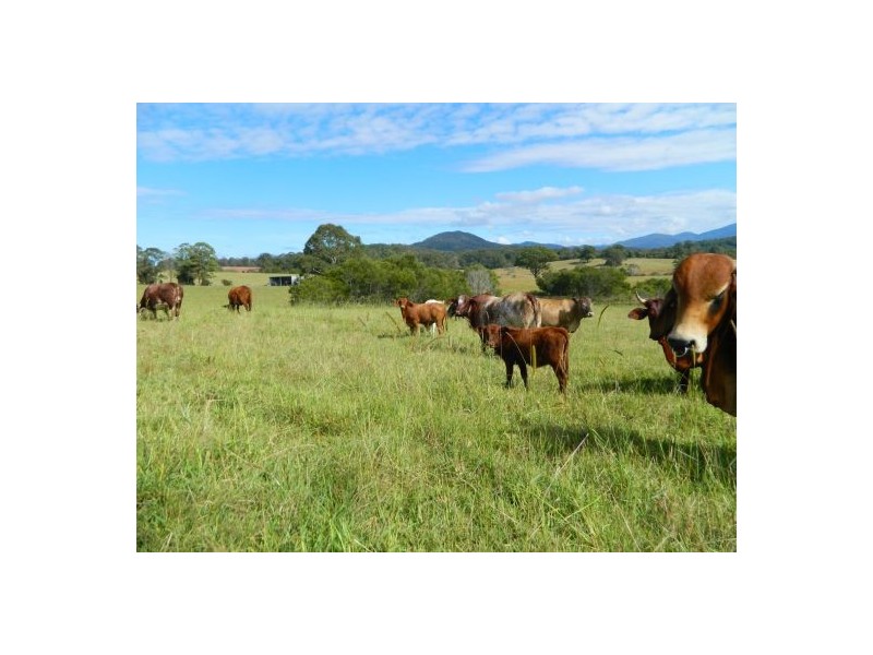 Rollands Plains NSW 2441