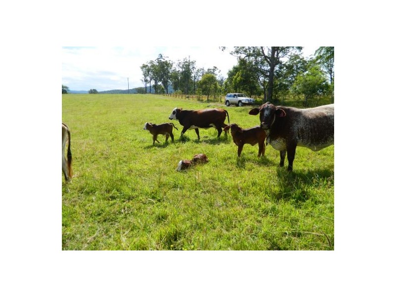 Rollands Plains NSW 2441